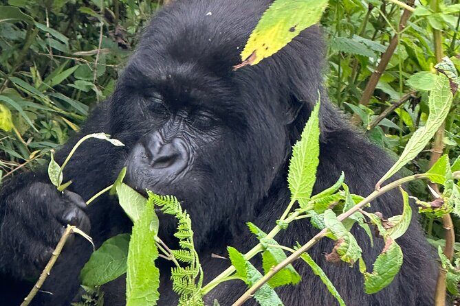 Private Gorilla Trekking Transfer from kigali to Volcanoes N.Park - Who Will Benefit Most from This Experience?