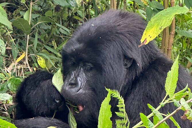 Private Gorilla Trekking Transfer from kigali to Volcanoes N.Park - Final Thoughts: The Value of a Well-Organized Transfer