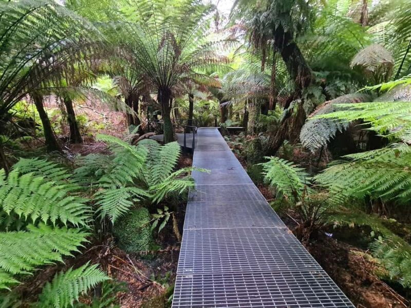 Private Great Ocean Road & 12 Apostles Experience - Practical Tips for a Great Experience