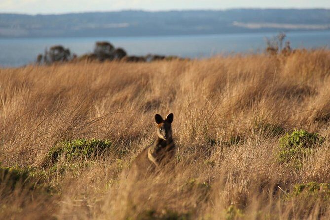 Private Great Ocean Road - The Ultimate Aussie Adventure - What Makes This Tour Stand Out?