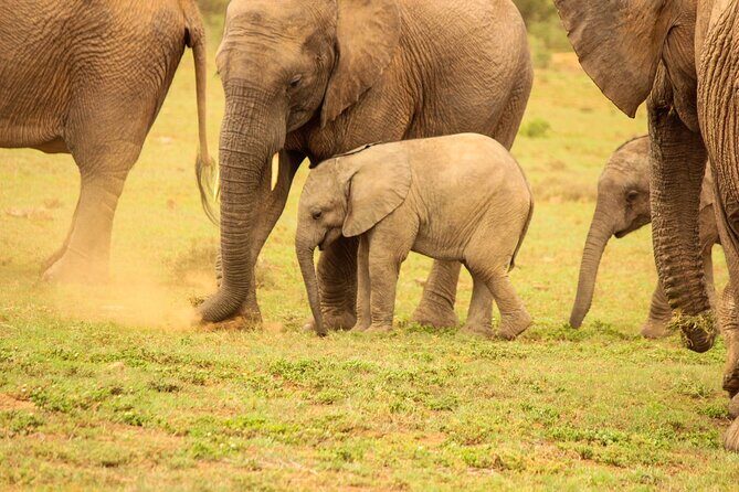 Private Group Addo Full Day Safari & Traditional Braai (BBQ)Lunch - Exploring the Private Addo Full Day Safari & Traditional Braai Lunch