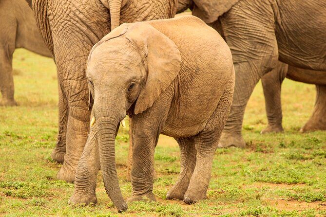 Private Group Addo Full Day Safari & Traditional Braai (BBQ)Lunch - Who Should Consider This Tour?