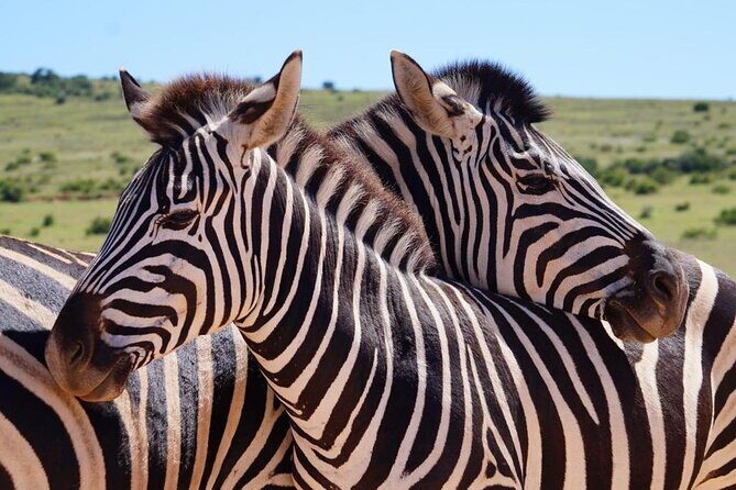 Private Group Addo Full Day Safari & Traditional Braai (BBQ)Lunch - The Experience: What to Expect from Start to Finish