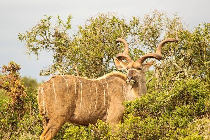 Private Group Addo Full Day Safari & Traditional Braai (BBQ)Lunch - In-Depth: The Detailed Itinerary