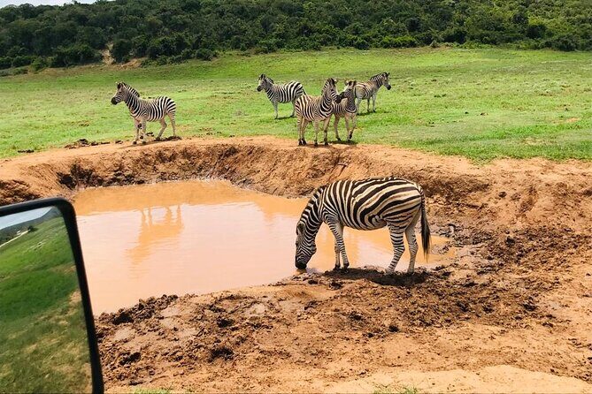Private Group Addo Full Day Safari & Traditional Braai (BBQ)Lunch - FAQ
