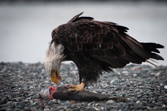 Private Group Eagle Preserve Float Trip in Haines - Final Words