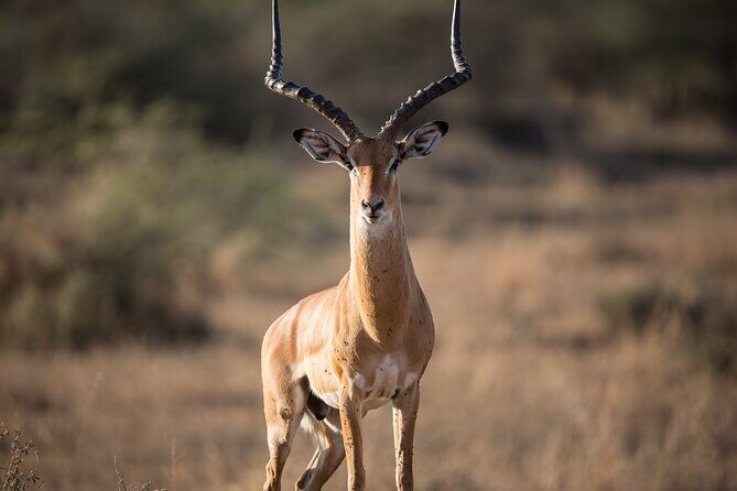 Private Group Serengeti Safari, Crater & Tarangire National Park - Who Should Consider This Tour?
