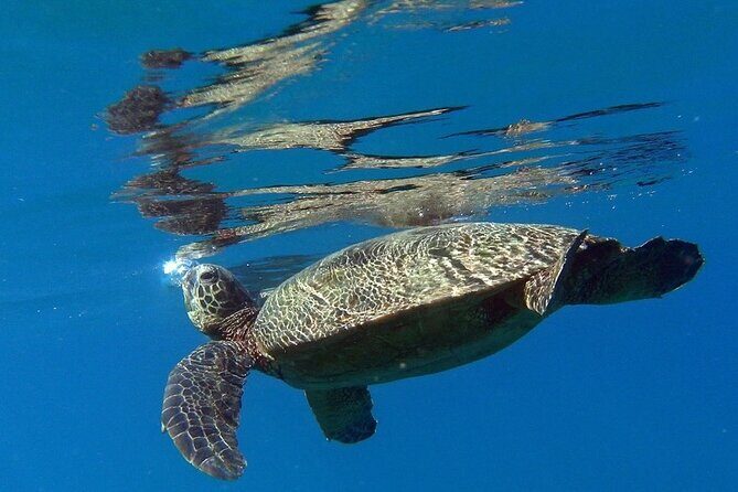 Private Group Snorkel Adventure on Tropical Reef with Sea Turtles - Key Points