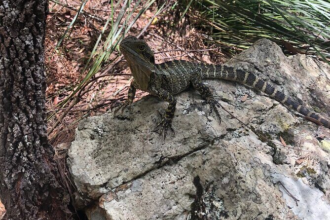 Private Group Tour Brisbane & Gold Coast Personal Tours - What Does the Tour Include and Exclude?