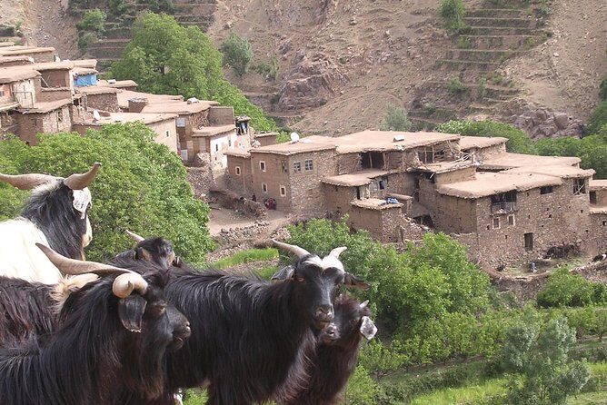 Private Guided Atlas Day Tour from Marrakech with lunch in a Berber family home - Exploring the Atlas Mountains: A Detailed Look at the Private Guided Day Tour from Marrakech
