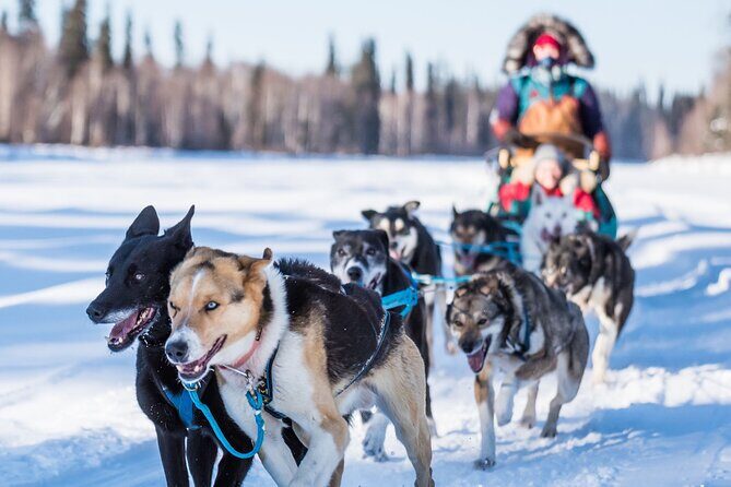 Private Guided Dog Sledding on the Historic Yukon Quest Trail - A Detailed Look at Private Guided Dog Sledding on the Yukon Quest Trail