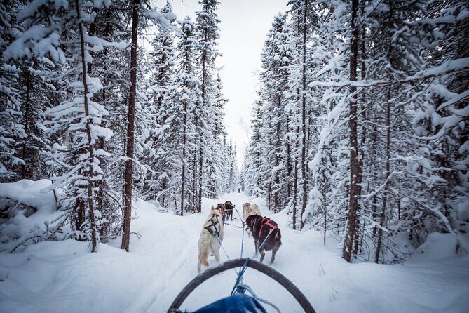 Private Guided Dog Sledding on the Historic Yukon Quest Trail - Key Points