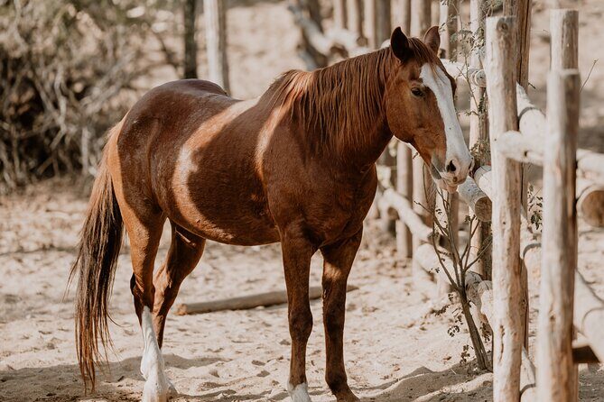 Private Guided Equine Meditation in Baja California - Who Will Enjoy This Tour?