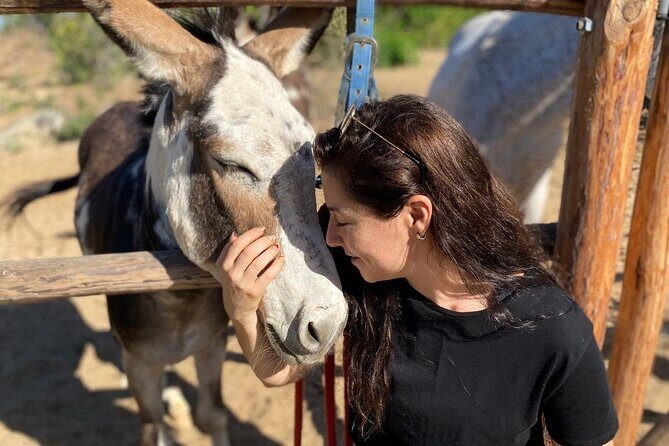 Private Guided Equine Meditation in Baja California - FAQ