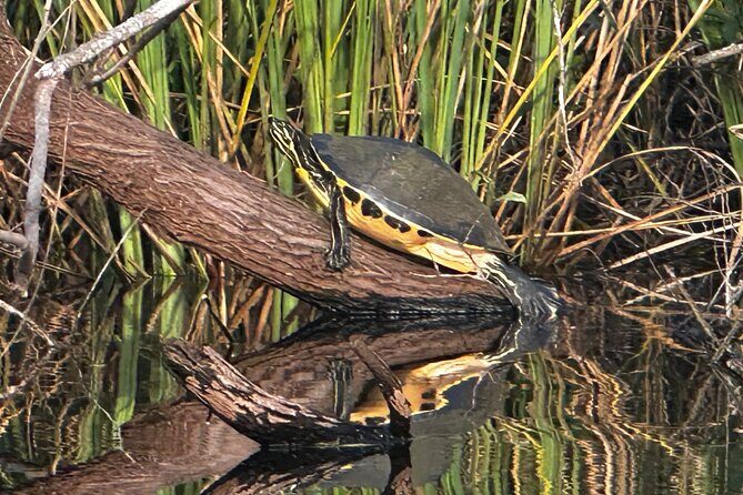Private Guided Everglades Kayak Tour - An In-Depth Look at the Everglades Night Kayak Tour