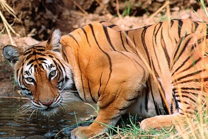 Private Guided Full-Day Ranthambore National Park Tour from Jaipur - The Itinerary in Detail