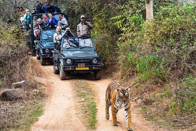 Private Guided Full-Day Ranthambore National Park Tour from Jaipur - Authentic Traveler Feedback