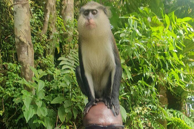 Private Guided Grenada Island Tour "BY THE HOUR" - Who Is This Tour Best For?