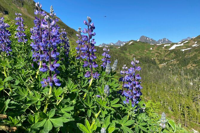Private Guided Hike in Sitka, Alaska - The Guide and Personal Touch
