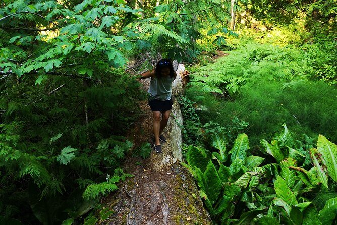 Private Guided Rainforest Hike in Victoria - What to Expect from the Tour