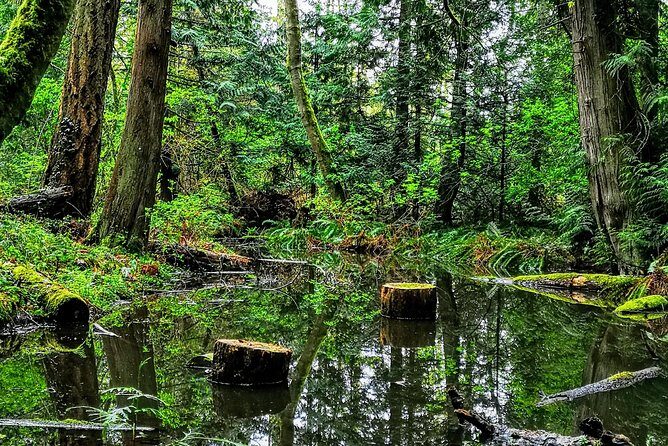 Private Guided Rainforest Hike in Victoria - Who Will Love This Tour?