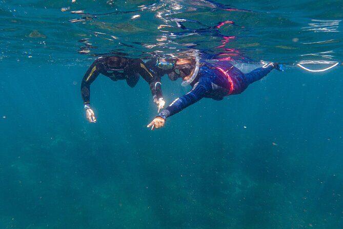 Private Guided Snorkeling in Cabo San Lucas - What Do Reviews Say?