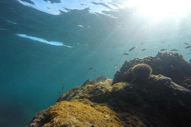 Private Guided Snorkeling in Cabo San Lucas - Practical Details and Tips