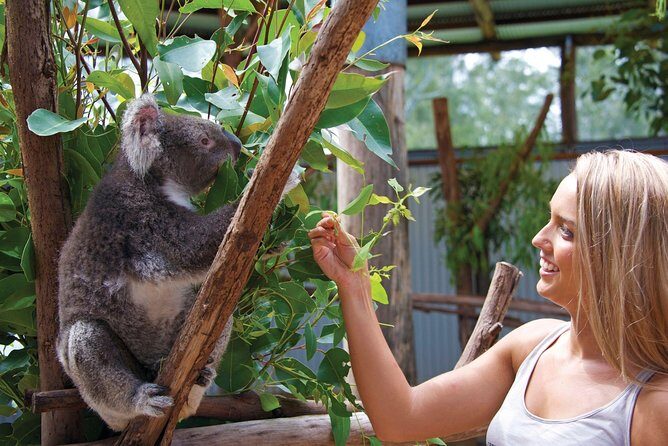 Private Guided Tour: Blue Mountains Tour from Sydney - Introduction: A Private Adventure in the Blue Mountains