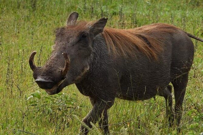 Private Guided Tour in Victoria Falls - The Experience: What to Expect from the Private Guided Tour