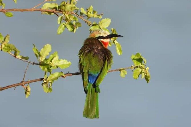 Private Guided Tour in Victoria Falls - Why This Tour Offers Real Value