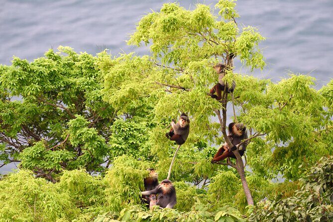Private Guided Tour To The Wild of Son Tra With Photography - What the Tour Offers: An In-Depth Look