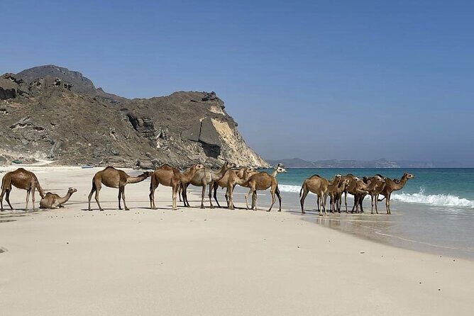 Private Guided Tour to West Beaches of Salalah - Practical Details and What to Expect