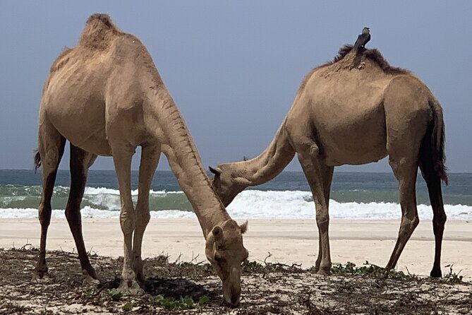 Private Guided Tour to West Beaches of Salalah - Final Thoughts