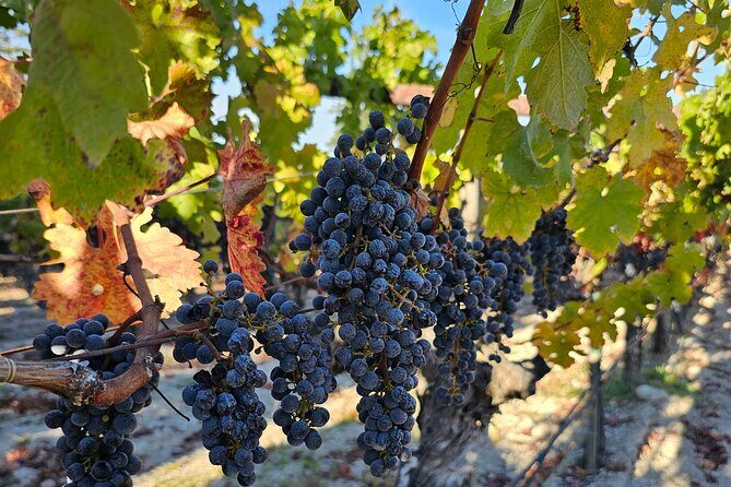 Private Guided Wine Tour of Napa Valley - The Sum Up