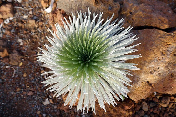 Private Haleakala Summit & Stroll from Kahului - The Sum Up: Why This Tour Stands Out
