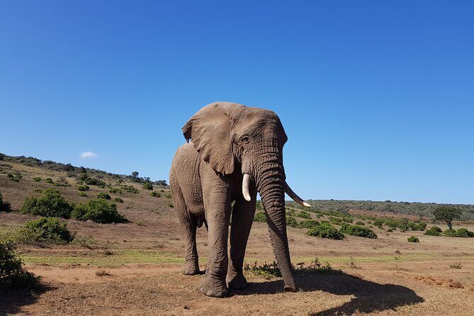 Private Half Day Addo Elephant National Park Safari - Key Points