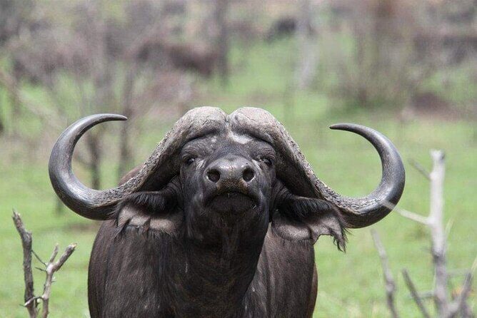 Private Half Day Addo Elephant National Park Safari - Introduction to the Experience