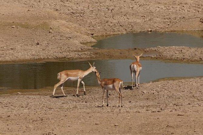 Private Half- Day Bishnoi Village Safari Day Tour In Jodhpur - Transport, Duration, and Practicalities