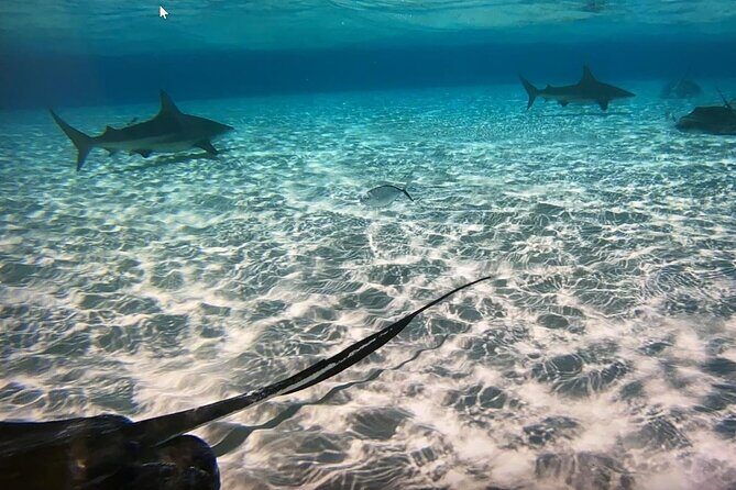 Private Half-Day Charter to Stingray City, Starfish Point and Snorkeling Tour - Key Points