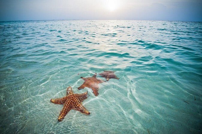 Private Half-Day Charter to Stingray City, Starfish Point and Snorkeling Tour - An In-Depth Look at the Tour Experience