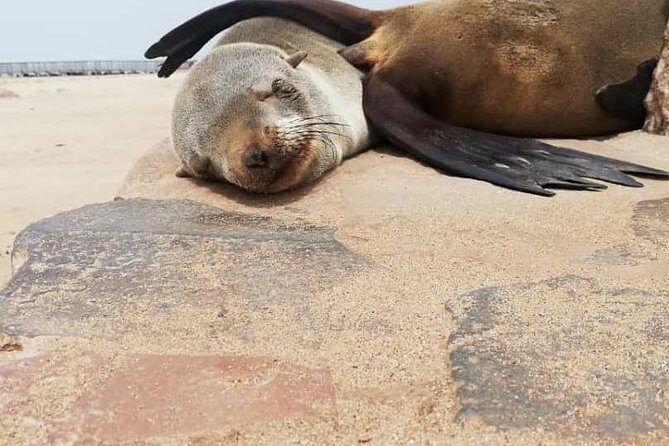 Private Half Day Coast Tour of Walvis Bay and Swakopmund City - Dune 7 and the Landscape You Can Touch