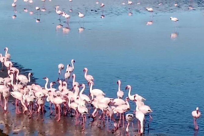 Private Half Day Coast Tour of Walvis Bay and Swakopmund City - Customization and Flexibility