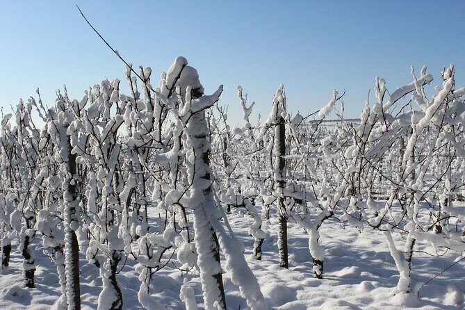 Private Half-Day Custom Wine Tasting Tour of Niagara-on-the-Lake - Why Choose This Wine Tour in Niagara-on-the-Lake?
