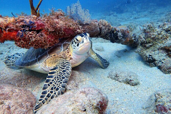 Private Half-Day Guided Snorkeling Charter in St. Thomas - An In-Depth Look at the Private Snorkeling Experience
