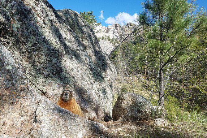 Private Half Day Mt Rushmore & Black Hills Tour - Is It Worth the Cost?
