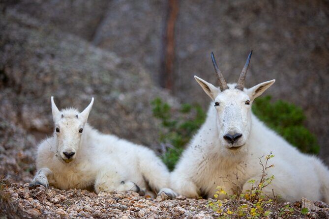 Private Half Day Mt Rushmore & Black Hills Tour - Final Thoughts