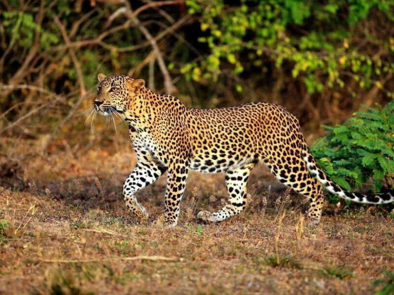 Private Half-Day Safari at Yala National Park - Exploring Yala: An Introduction