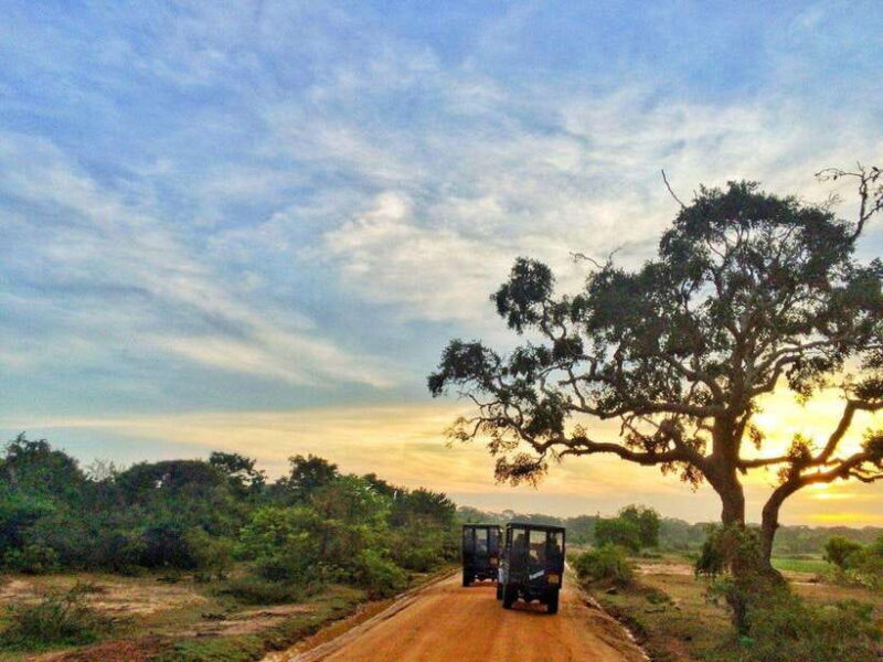 Private Half-Day Safari at Yala National Park - Authentic Encounters and Wildlife Sightings