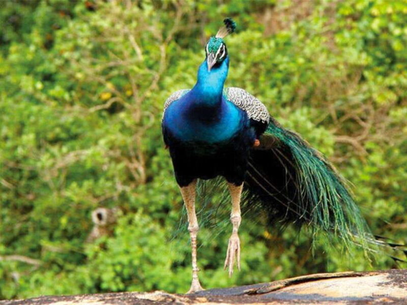 Private Half-Day Safari at Yala National Park - Practical Tips for a Smooth Safari