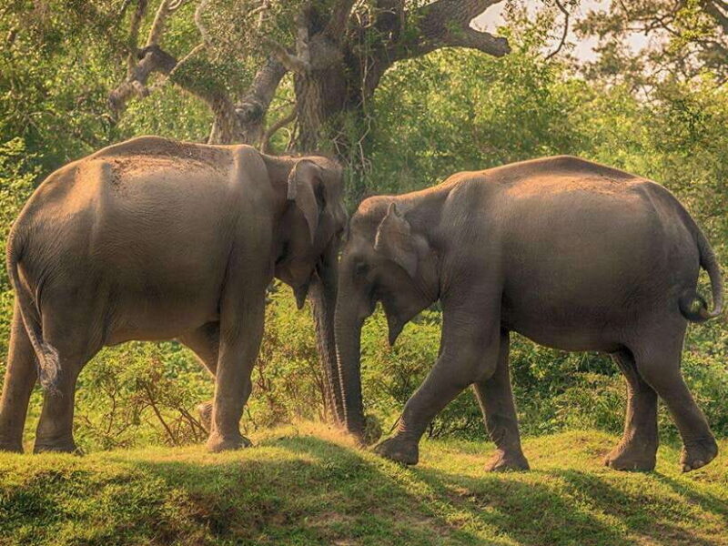Private Half-Day Safari at Yala National Park - FAQ